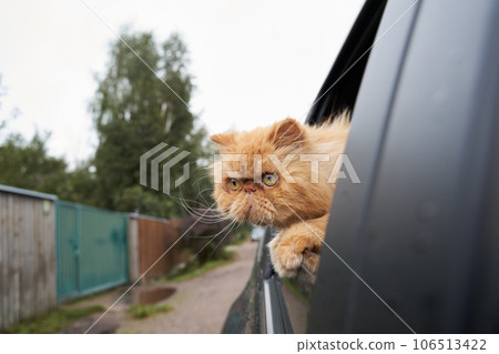Pet with owner in the car on the seat. Traveling with an animal. Pet with owner in the car on the seat. Traveling with an animal. 106513422