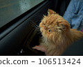 Pet with owner in the car on the seat. Traveling with an animal. 106513424