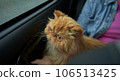 Pet with owner in the car on the seat. Traveling with an animal. 106513425