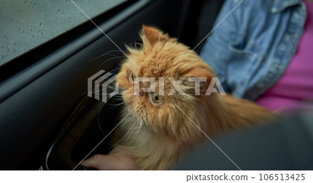 Pet with owner in the car on the seat. Traveling with an animal. 106513425