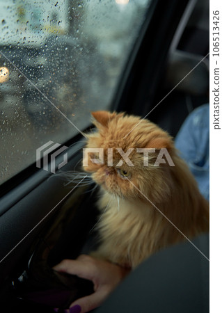 Pet with owner in the car on the seat. Traveling with an animal. Pet with owner in the car on the seat. Traveling with an animal. 106513426
