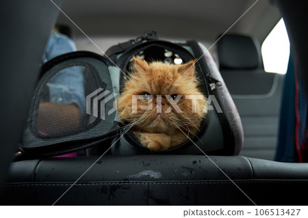 Pet carrier in the car on the seat. Traveling with an animal. Pet carrier in the car on the seat. Traveling with an animal. 106513427