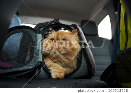 Pet carrier in the car on the seat. Traveling with an animal. Pet carrier in the car on the seat. Traveling with an animal. 106513428