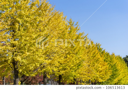Ginkgo's yellow leaves and blue sky Ginkgo's yellow leaves and blue sky 106513613
