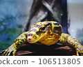 A lizard 106513805