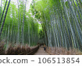 京都夏天的竹林 106513854