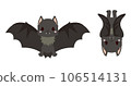 flying bats and hanging bats 106514131