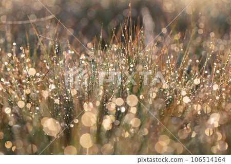 Photograph of dew on grass at dawn 106514164