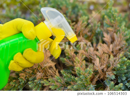 A gardener sprays a juniper bush with yellow needles from a garden spray. Pest protection and care of coniferous trees. Seasonal garden work concept. A gardener sprays a juniper bush with yellow needles from a garden spray. Pest protection and care of coniferous trees. Seasonal garden work concept. 106514303