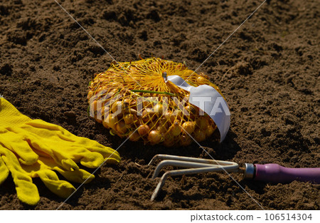 Garden tools and onion seeds for planting in the ground. the process of planting winter onions in the garden Garden tools and onion seeds for planting in the ground. the process of planting winter onions in the garden 106514304