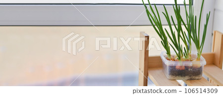 Young green onions growing in plastic container. Small garden at home on the windowsill. Spring has come, nature awakening concept. Young green onions growing in plastic container. Small garden at home on the windowsill. Spring has come, nature awakening concept. 106514309