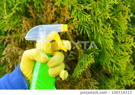 A gardener sprays a tuya bush with yellow needles from a garden spray. Pest protection and care of coniferous trees. Seasonal garden work concept. A gardener sprays a tuya bush with yellow needles from a garden spray. Pest protection and care of coniferous trees. Seasonal garden work concept. 106514313