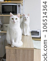 Cat sitting and looking at camera 106514364