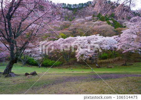 Sakura of Byobuiwa Koen (Soni Village, Uda District, Nara Prefecture) Byobuiwa: National natural monument "Byobuiwa, Kabuto Rock and Armor Rock" 106514475