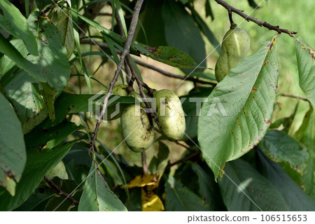 Poplar fruit Poplar fruit 106515653