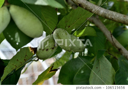 Poplar fruit Poplar fruit 106515656