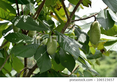 Poplar fruit Poplar fruit 106515657