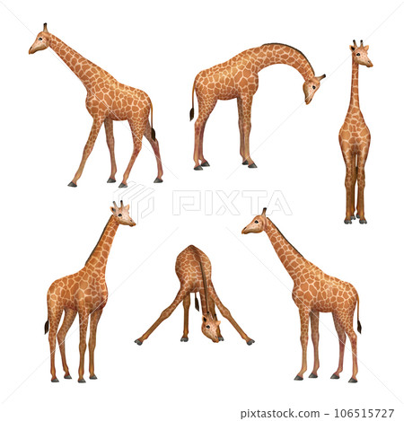 Giraffe. Wild african animals standing giraffe decent vector realistic pictures collection Giraffe. Wild african animals standing giraffe decent vector realistic pictures collection 106515727