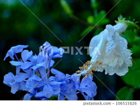 花園裡的一朵花，在雨中歡欣鼓舞。 106515826