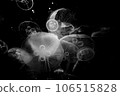 jellyfish  106515828