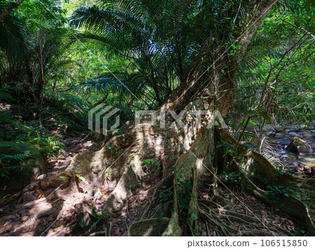 Saxis aoki 106515850