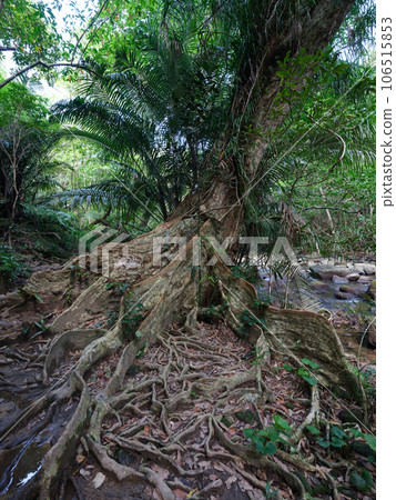 Saxis aoki Saxis aoki 106515853