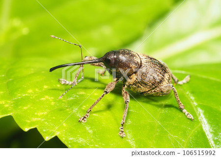 A kind of weevil 106515992