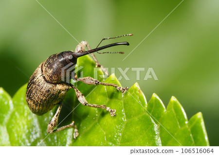 A kind of weevil 106516064