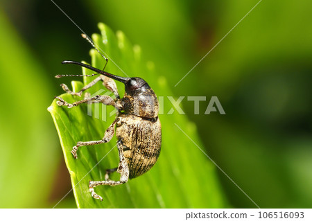 A kind of weevil 106516093