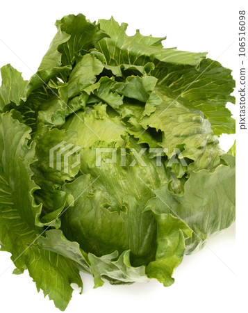 lettuce lettuce 106516098