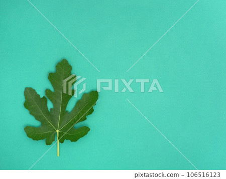 Fig leaf dauphin 106516123