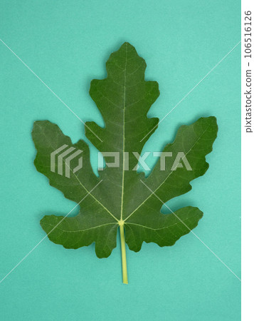 Fig leaf dauphin Fig leaf dauphin 106516126