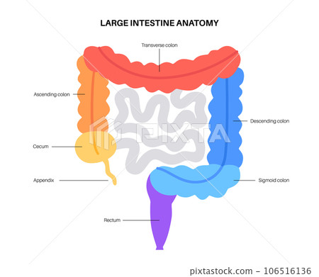 Large intestine anatomy Large intestine anatomy 106516136