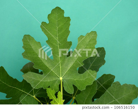 Fig Seedling Dauphine 106516150