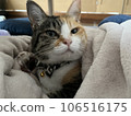 睡眠貓 106516175