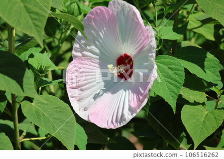 A close-up shot of pink and white flower petals 106516262
