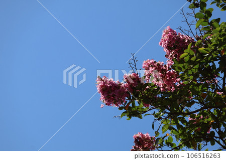 Landscape with blue sky and branches of crape myrtle tree in full bloom with green leaves and pink petals 106516263