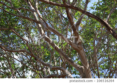 A landscape where you can see the blue sky and clouds through the gaps between green leaves that feel damp and sunlight, and a large crepe myrtle tree with branches and trunks. 106516264