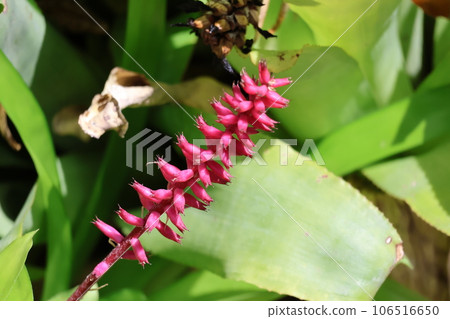 Echmeabulmenauwi 盛開的紅色花朵的特寫 106516650