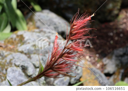 橙色花 Sankesia Sanmartinensis 盛開的風景 106516651