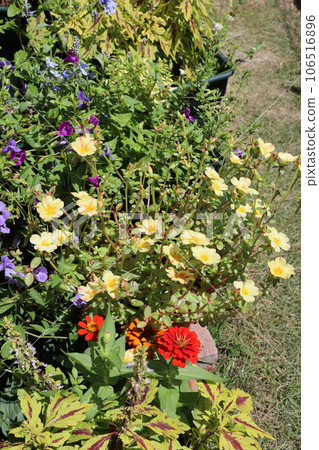 群栽花盆 106516896