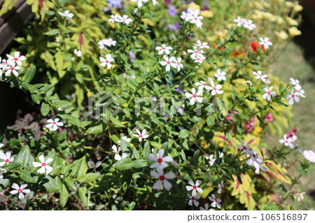 小白花長春花 106516897