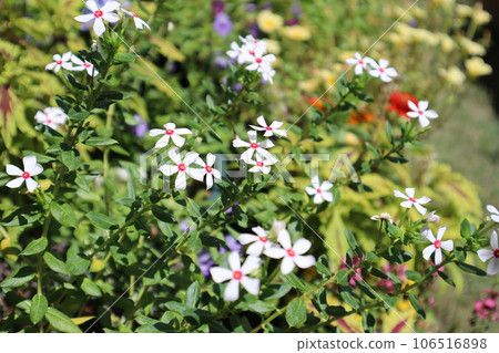 small flower periwinkle 106516898