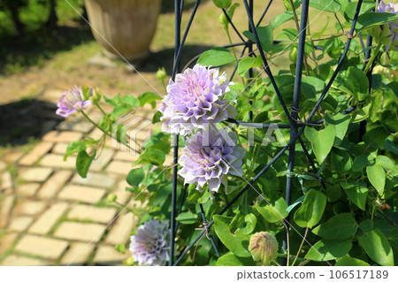 鐵線蓮花 106517189