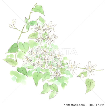 夏季植物的水彩插圖,一種可愛的白色小花百合。 夏季植物的水彩插圖,一種可愛的白色小花百合。 106517494