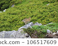 A baby ptarmigan takes a walk in the Japanese pine 2 106517609