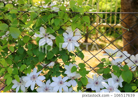 Clematis flower Tosa's clematis Clematis flower Tosa's clematis 106517639