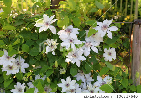Clematis flower Tosa's clematis Clematis flower Tosa's clematis 106517640