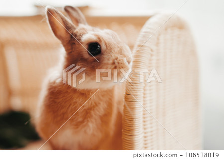 A rabbit relaxing in a cafe A rabbit relaxing in a cafe 106518019