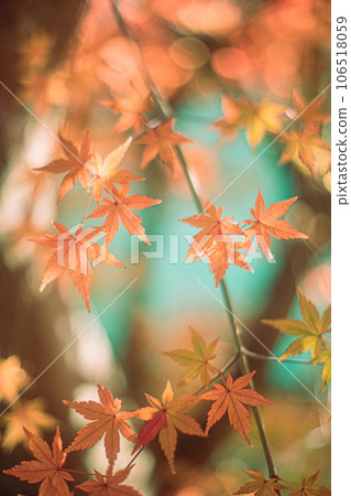 Autumn leaves and light 106518059
